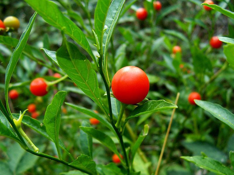 Ashwagandha juur pulber kirjeldus