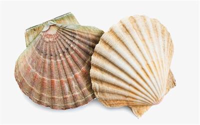 shell