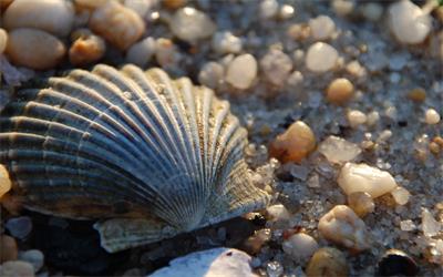 shell powder