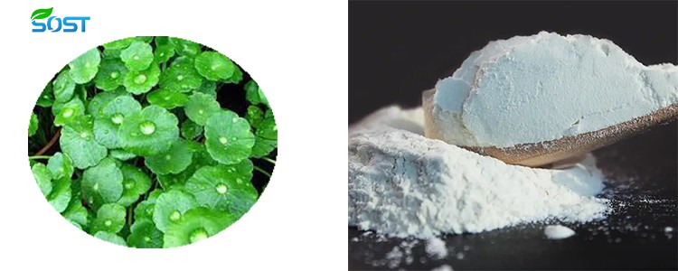 Centella asiatica powder