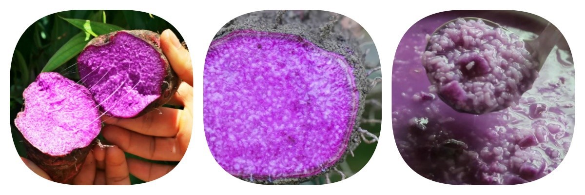 Purple Yam Powder Purple Yam Powder